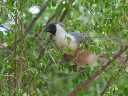 Western_Corridor2009-58